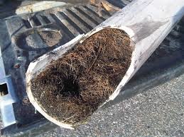 Roots in Sewer Piping