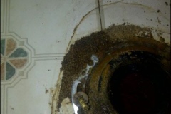 Ants-Under-a-Milwaukee-Homeowners-Toilet.1.2209160926550